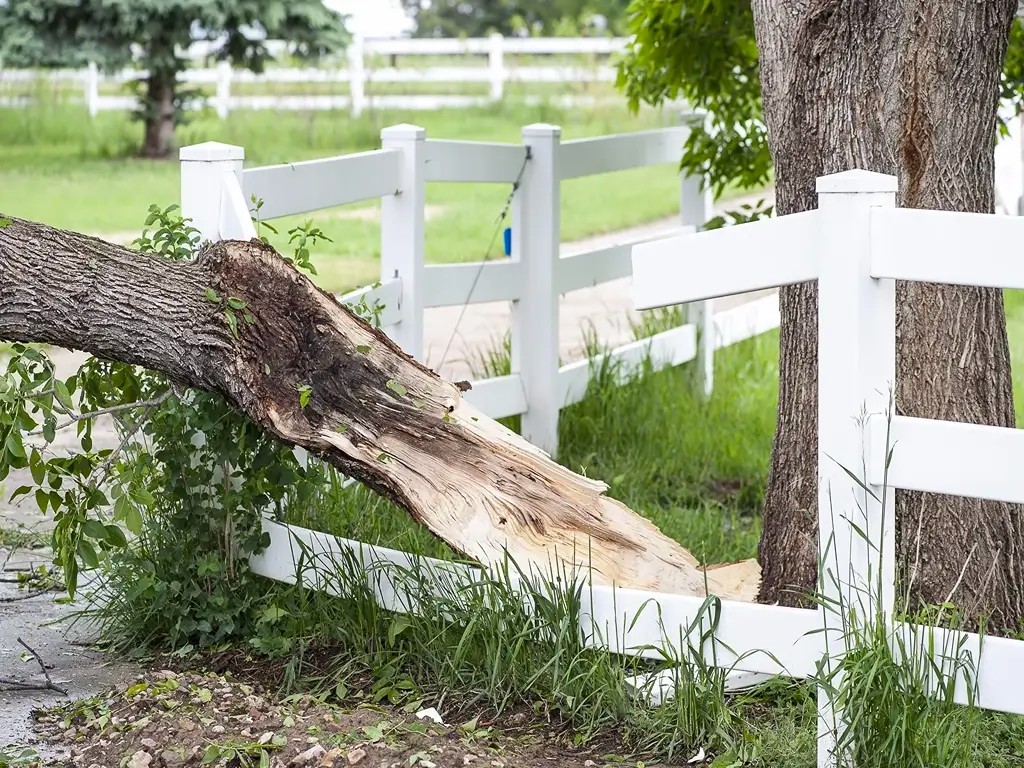 Factors to Consider for Emergency Tree Services in Philadelphia