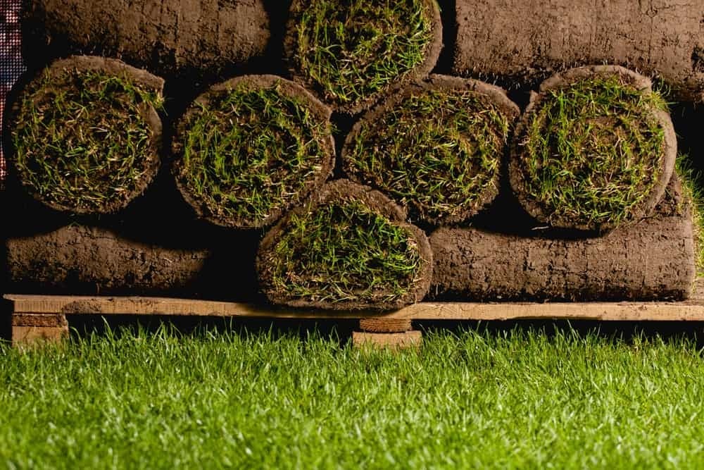 Evaluating Sod Quality: What to Look For