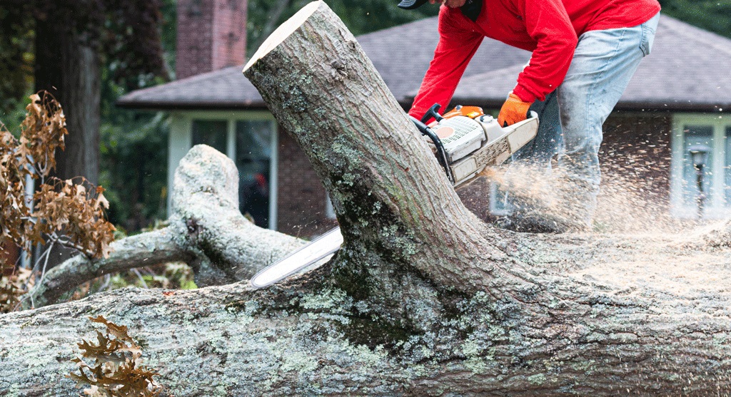 Essential Considerations When Choosing Tree Removal Services