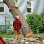 When Is Tree Removal Necessary? A Practical Guide for Homeowners