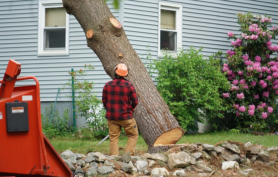 When Is Tree Removal Necessary? A Practical Guide for Homeowners